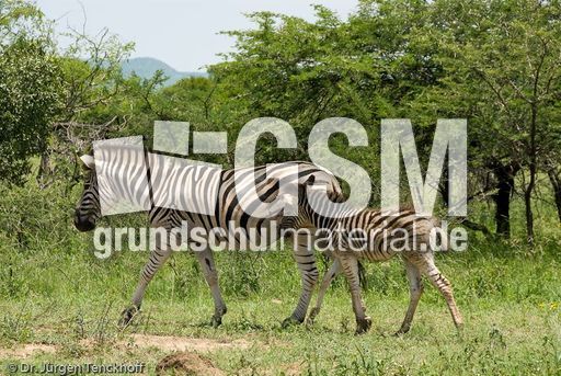 Zebra (27 von 28).jpg